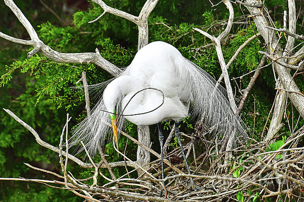Regina Geoghan - Great Egret Constructing Nest