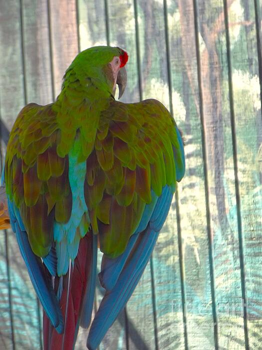 Rory Cubel - Great Green Macaw   Ara ambiguus     Potawatomi Zoo     Indiana      Spri