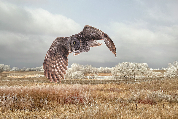 Patti Deters - Great Grey Owl - Flight Over Frosty Landscape