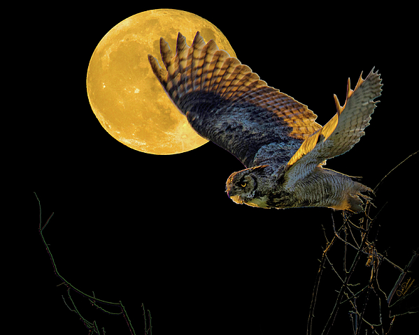 Judi Dressler - Great Horned Owl Flying in the Moonlight