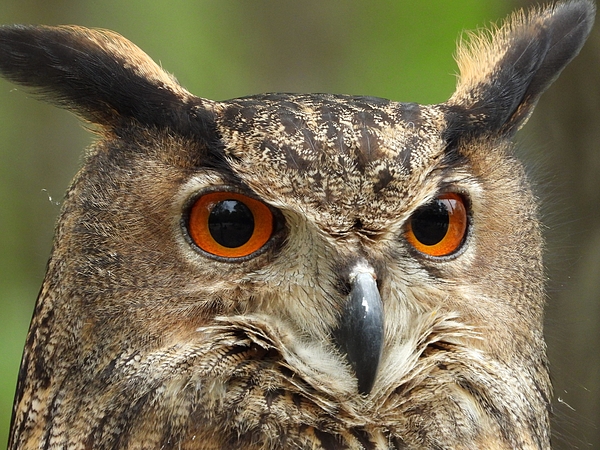 Owl Photographs