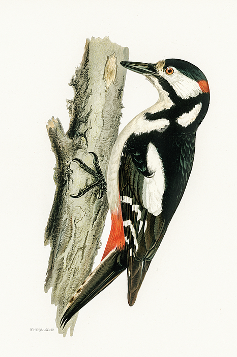 Woodpecker Dryobates Major: Vector De Stock (libre De, 55% OFF