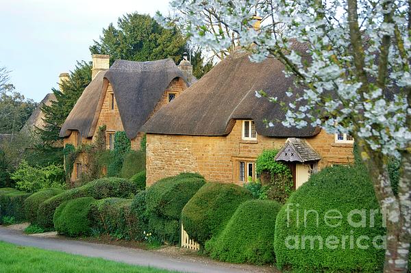 David Birchall - Great Tew thatch and blossom.