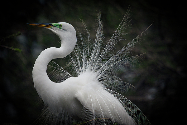 TJ Baccari - Great White Egret with Feathers Spread