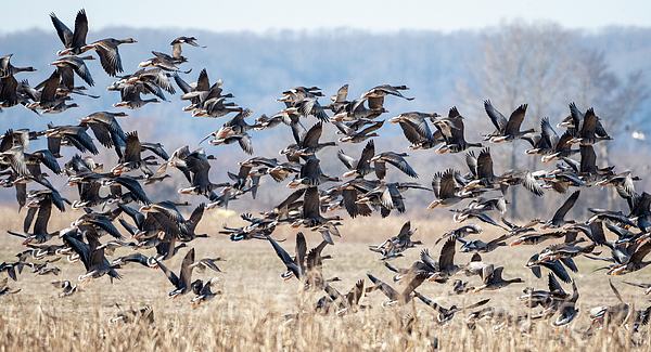 Julie Barrick - Greater White-fronted Geese Takeoff
