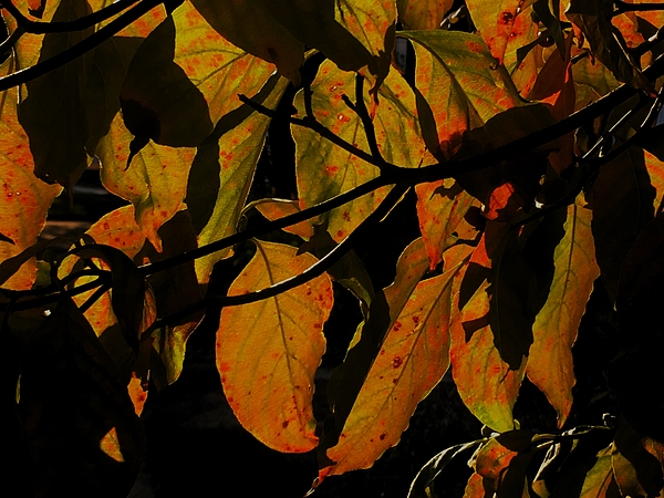 Thomas Brewster - Green leaves turning orangish red