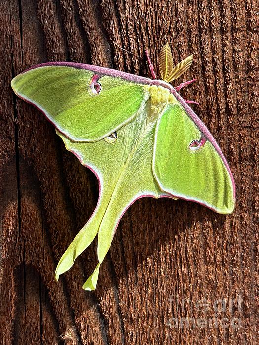 Jeffrey Koss - Green Luna Moth