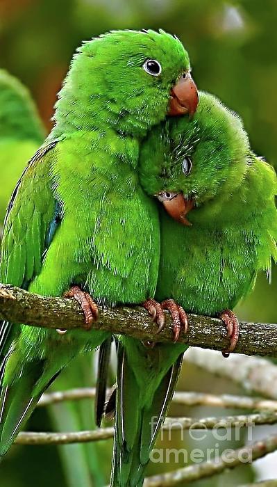 Julian Medina Ronga - Green Parrots 1