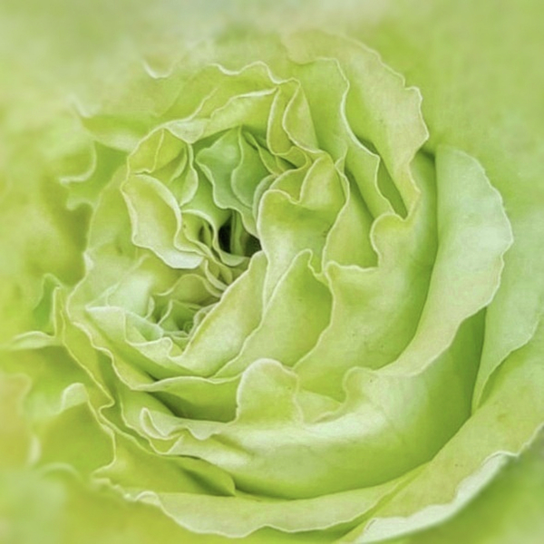 Antonia Surich - Green Rose Close Up Photograph 
