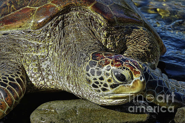 https://images.fineartamerica.com/images/artworkimages/medium/3/green-sea-turtle-6325-linda-dron-photography.jpg