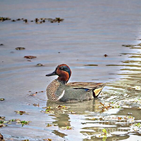 Gary Richards - Green-winged Teal Portrait