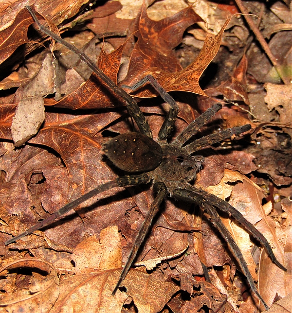 Wolf Spider Giant Best Selection | www.metaltecnica.com.pe