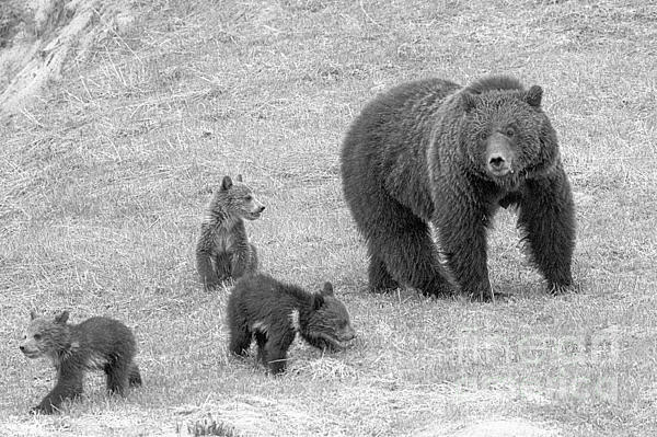 Grizzly Cubs In The Meadow Black And White Kids T-Shirt by Adam Jewell -  Adam Jewell - Artist Website