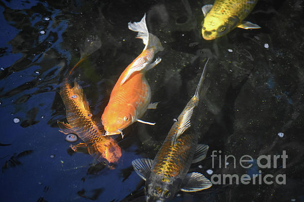 Group of colorful koi fish swimming in a koi pond Shower Curtain by DejaVu  Designs - Fine Art America