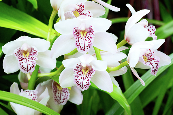 Tom Scheidt - Group of Orchids