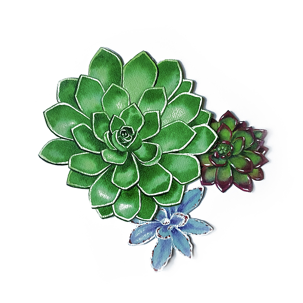 Irina Sztukowski - Group Of Succulent Plants Watercolor Illustration I 