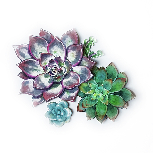 Irina Sztukowski - Group Of Succulent Plants Watercolor Illustration II