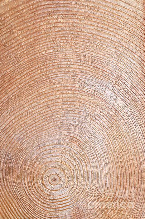 Why do growth rings show a tree's age? - Quora