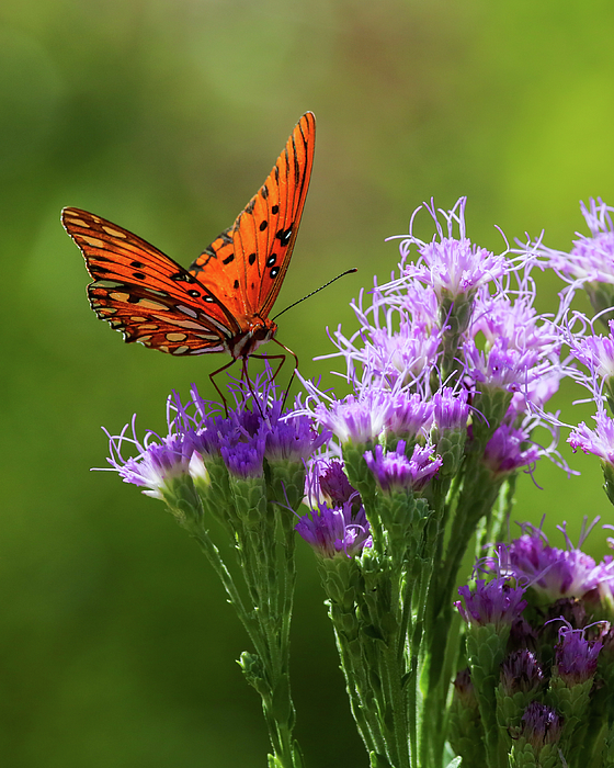 Donna Kaluzniak - Gulf Fritillary Butterfly