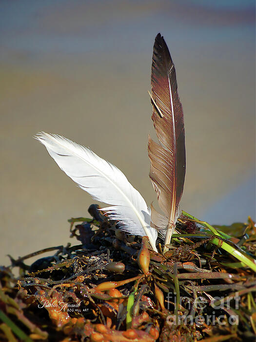 Robin Amaral - Gull Feathers In Seaweed