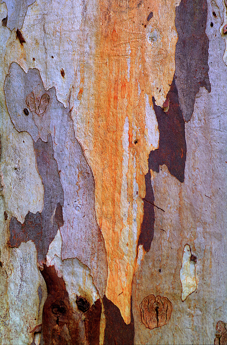 Bette Devine - Gum Tree Bark