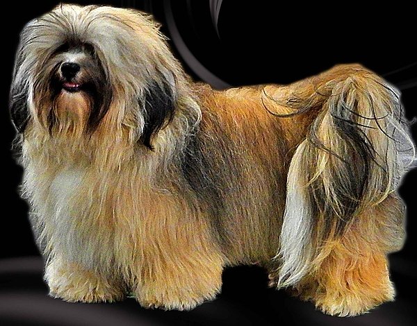 Dog Photographs
