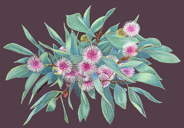 Alison A Murphy - Hakea Flowers - pastel painting