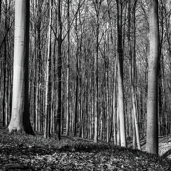 Imladris Images - Hallerbos Before the Bluebells