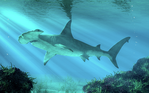 Valuation Report: Bahamas Great Hammerhead Sharks