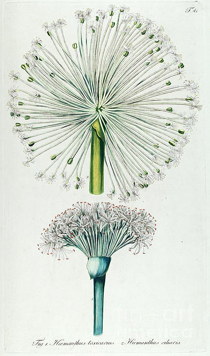 Scientific Art