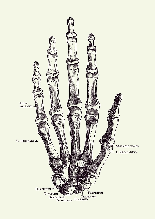Hand Skeletal Diagram - Vintage Anatomy Poster 2 Greeting Card by ...