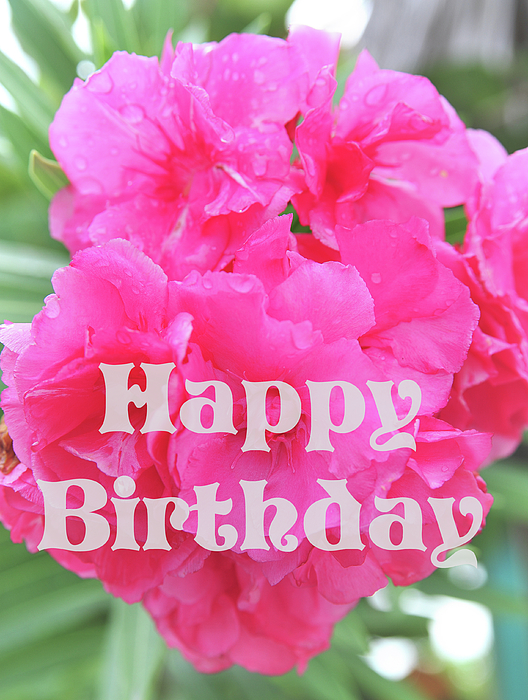 Happy birthday card with pink roses bouquet Stock Photo by