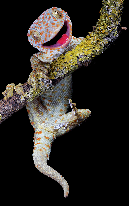 Happy Tokay gecko Onesie by Angi Wallace Pixels