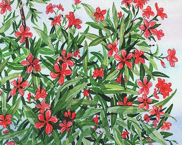 Irina Sztukowski -  Hardy Red Nerium Oleander Plant Watercolor
