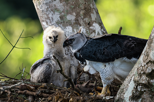 Harpy Eagle carrying prey