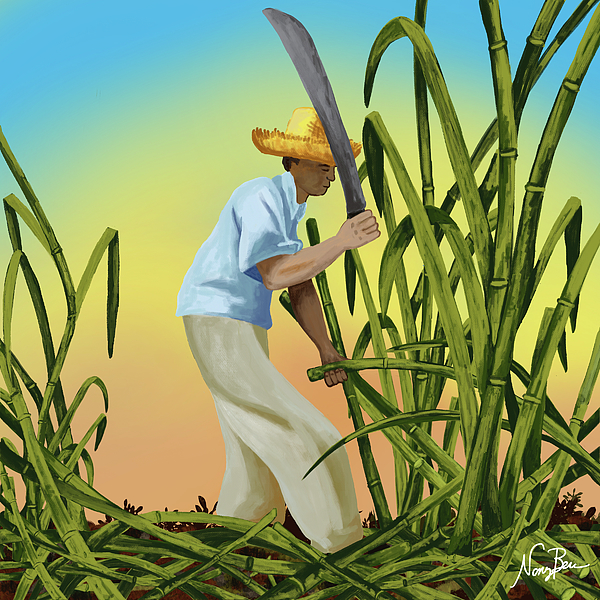Nancy Berrios - Harvesting Sugar Cane