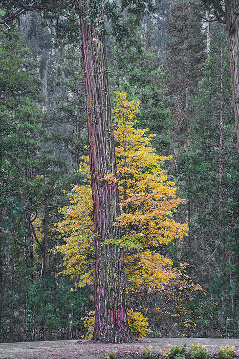Bijan Pirnia - Have You Ever Seen An Oak Hugging A Redwood? All Natural, No AI, Yosemite National Park, California 