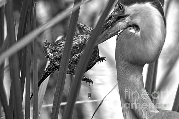 https://images.fineartamerica.com/images/artworkimages/medium/3/havre-de-grace-hunter-in-the-grass-black-and-white-adam-jewell.jpg