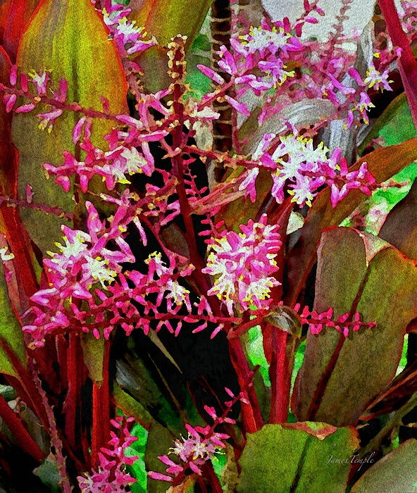 Flora Art