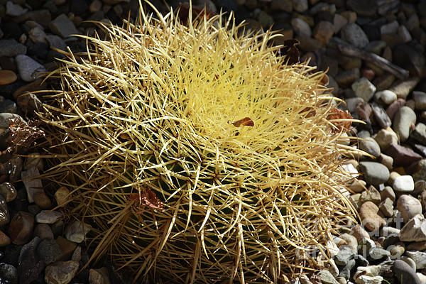 Straw Spine Cactus. Fine art print.