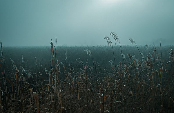 Serene Art