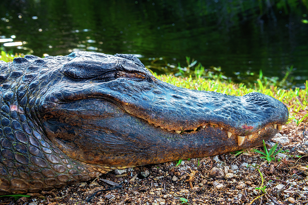 Alligator throw clearance pillow