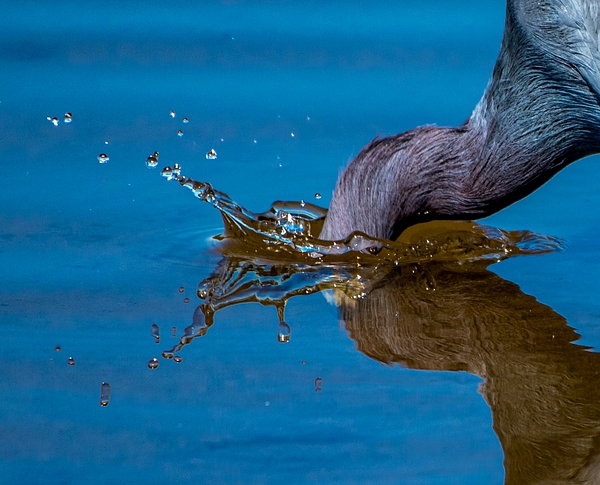 Reflection Art