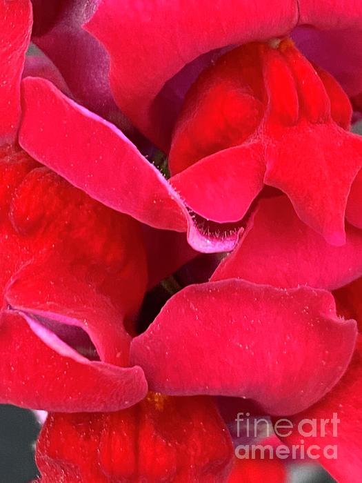 Catherine Ludwig Donleycott - Heart of Red Snapdragon in Clayton, North Carolina