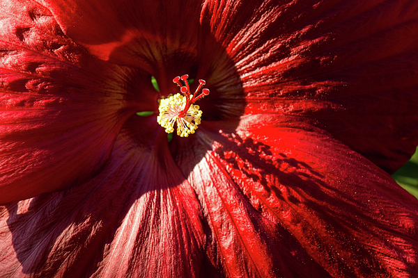 Georgia Mizuleva - Heartwarming Hibiscus Bloom in Rich Blood Red