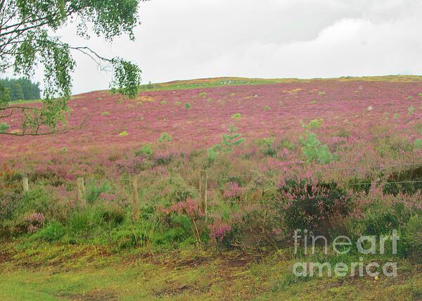 Lesley Evered - Heather In The Cheviots, Northumberland UK