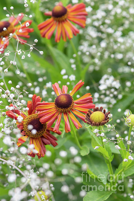 Helenium Loysder Wieck and Gypsophila Paniculata Flowers Weekender