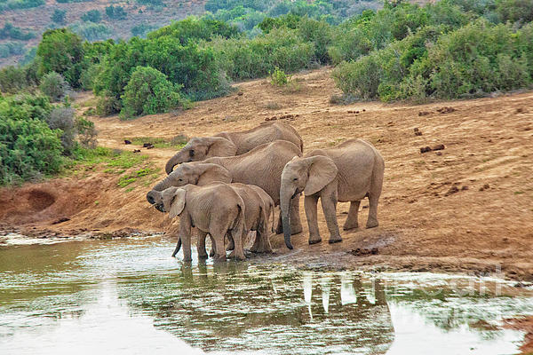 Patricia Hofmeester - Herd of elephants near a watering hole South Africa