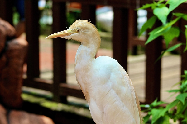 Anas Afash - Heron - Cattle Egret 2