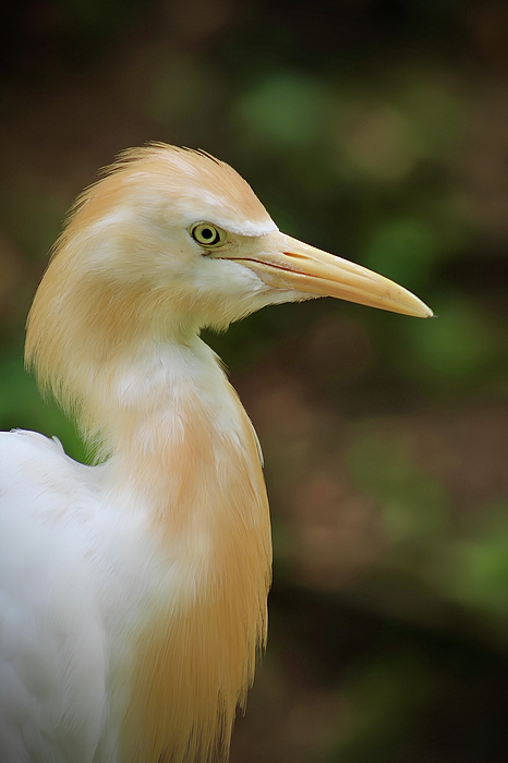 Anas Afash - Heron - Cattle Egret